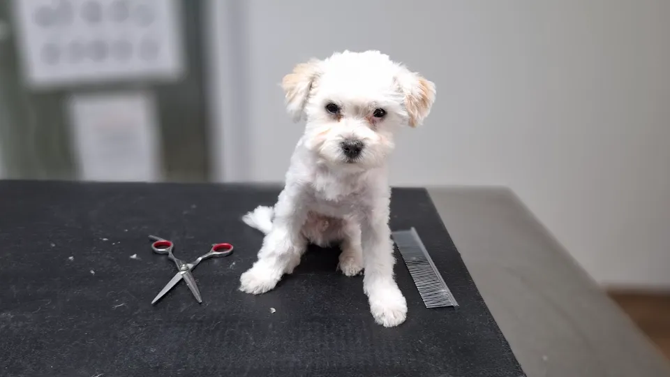 Cabinet Medical Veterinar Dr. Paw - Paw Iași — fotografie de copertă