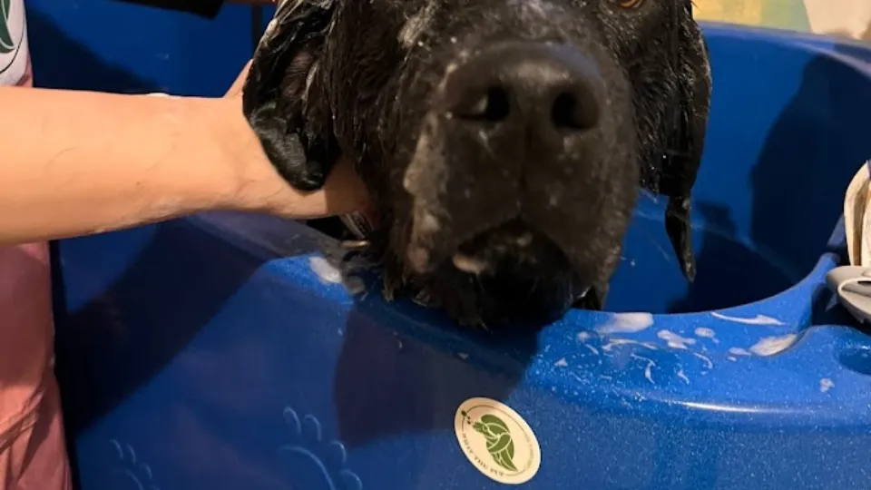 What the pup — fotografie de copertă