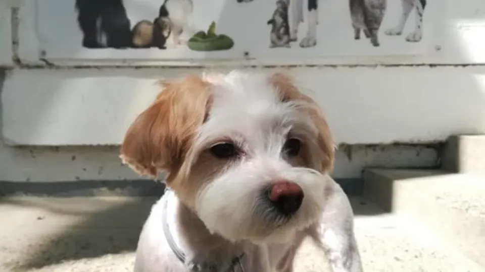 NOE VIVA VET - Cabinet veterinar Lunca Cetatuii — fotografie de copertă