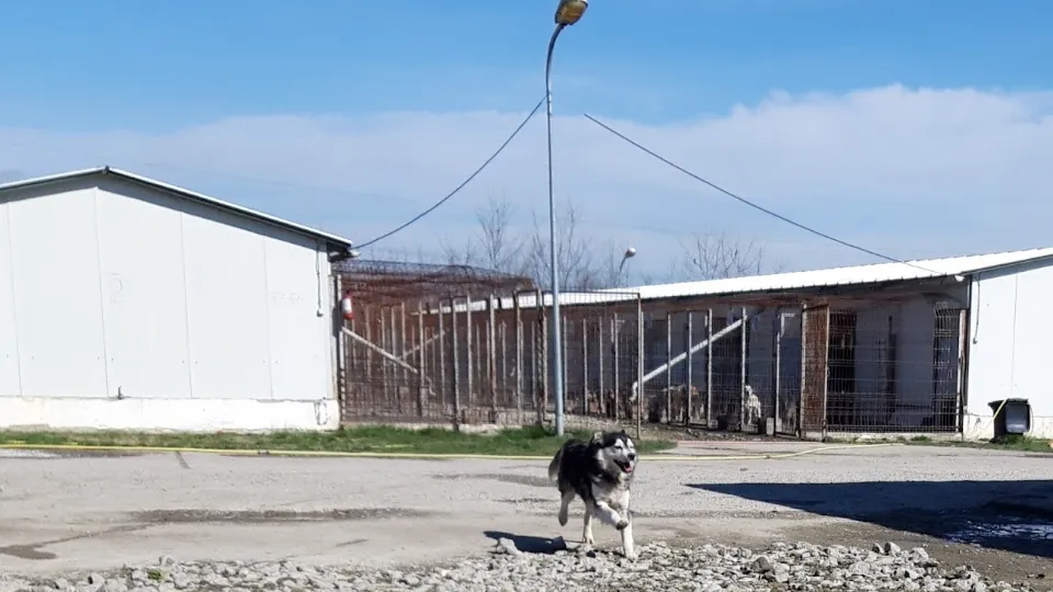 Serviciul de Gestionare al Cainilor fara Stapan — fotografie de copertă