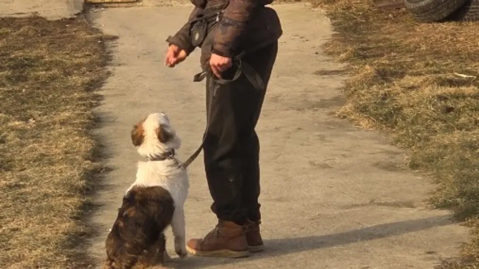 Pensiune pentru caini Roman — fotografie de copertă