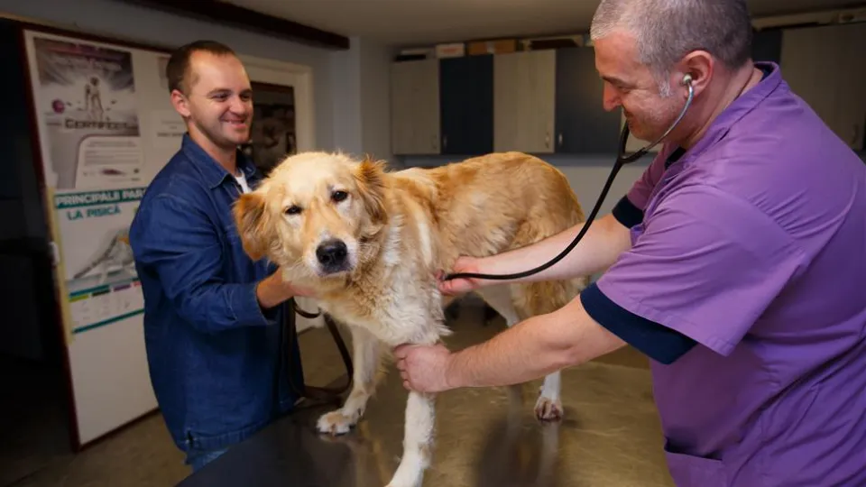 Clinica de Animale Mici — fotografie de copertă
