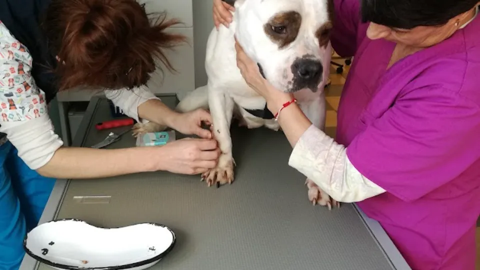 Spitalul Veterinar Dr. Şerdean — fotografie de copertă