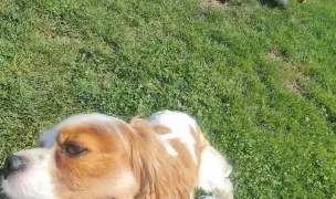 Fabiss Pet Residence Timisoara — Pet Hotels, Timiș