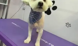 Fancy Fluffs Grooming Salon — Dog & Cat Salon, Constanta