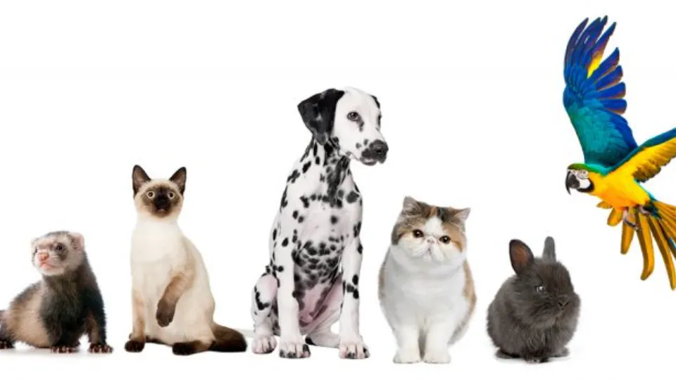Farmacia Veterinara Dragomiresti punct de lucru Ciorogarla — fotografie de copertă