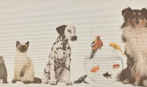 Farmacia Veterinară Vetinvest Dorohoi — Farmacii Veterinare, Dorohoi, Botoșani