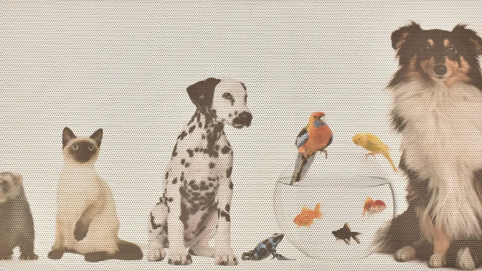 Farmacia Veterinară Vetinvest Dorohoi — fotografie de copertă