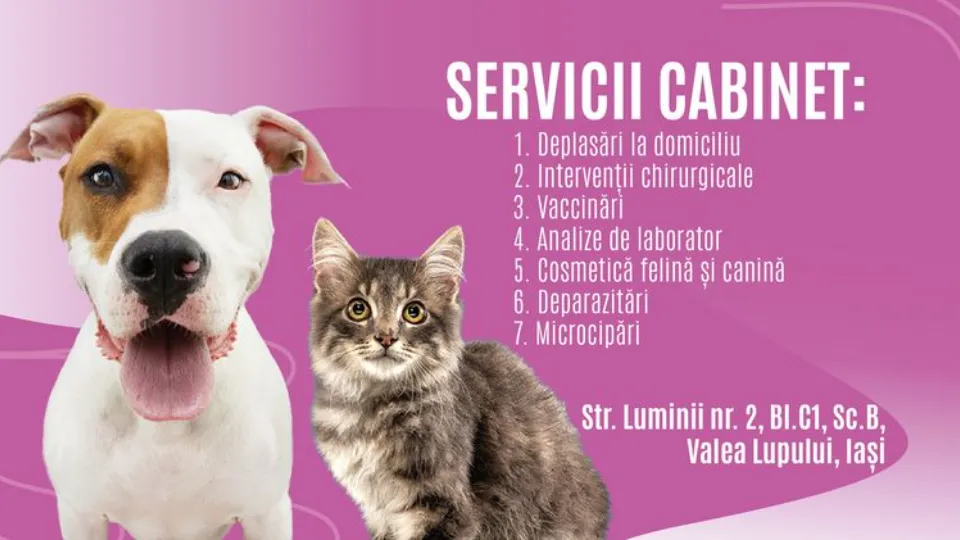 Paws Care — fotografie de copertă
