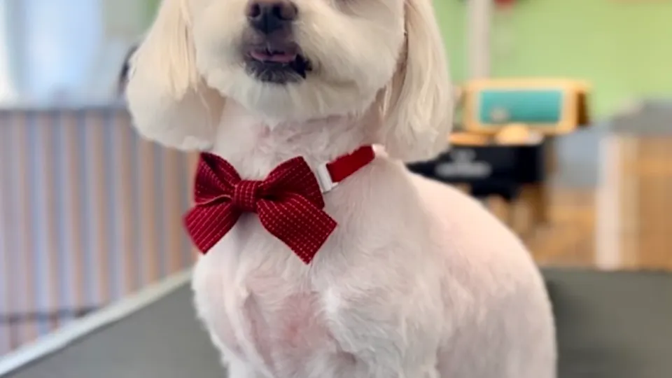Organic Pet Grooming — fotografie de copertă