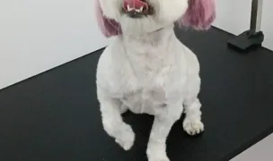 Fevila Royal Pet Spa Copou — Salon Câini & Pisici, Municipiul Iași, Iași