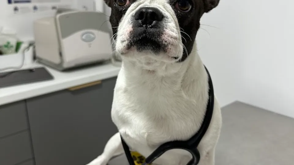 Cabinet veterinar Friendly Vet Dr. Maniu Vlad — fotografie de copertă