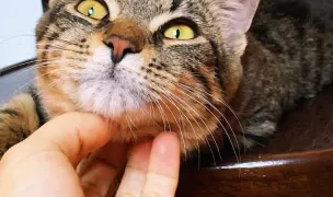 Frau Miau Catsitting — In-Home Pet Sitting, Ilfov