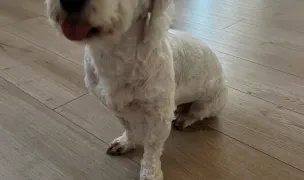 Freddy's style-Salon coafura canina — Dog & Cat Salon, Sânandrei, Timișoara