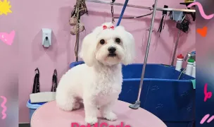 Frizerie caini si pisici Pet4Carla — Salon Câini & Pisici, Municipiul Galați, Galați