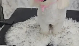 Frizerie Canină Axy Pet Style — Salon Câini & Pisici, Pitești, Argeș