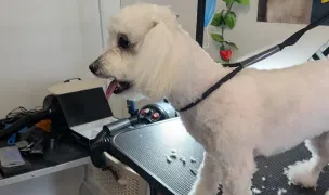 Frizerie Canina Aysa Craiovita Noua — Salon Câini & Pisici, Craiova, Dolj