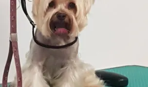 Frizerie canina — Pet Grooming, Constanta