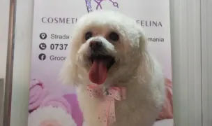 Frizerie canina Craiova-Grooming Pets & Spa by Ana Maria Constantinescu | Coafor canin Craiova| — Salon Câini & Pisici, Craiova, Dolj