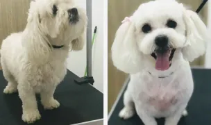 Frizerie Canina Craiova- Simnicu de Sus Diamond Pet's — Salon Câini & Pisici, Simnicu de Sus, Dolj
