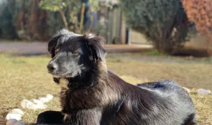 Frizerie canina - Maybell Groom Park — Pet Grooming, Craiova