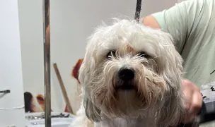 Frizerie canina PetCata — Salon Câini & Pisici, Craiova, Dolj