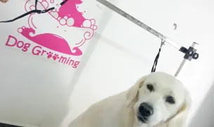 FRIZERIE CANINA PUFY&MISHA PITESTI — Salon Câini & Pisici, Pitești, Argeș