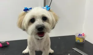 FRIZERIE CANINĂ THOR — Salon Câini & Pisici, Municipiul Galați, Galați