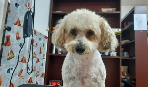 Frizerie NBC Canin Cosmetic — Salon Câini & Pisici, Slatina, Olt