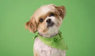 GemmaVet — Cabinete Veterinare, Pitești, Argeș