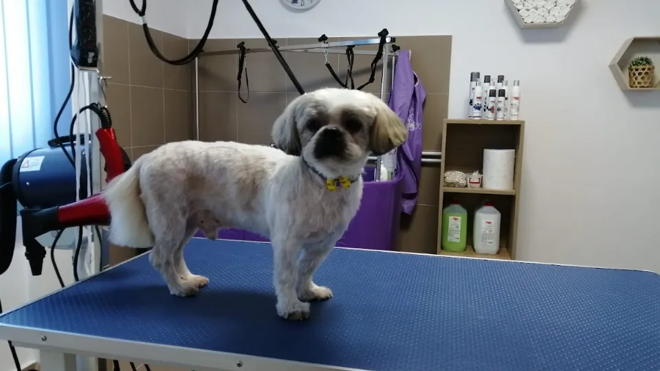 Genesis Clinica Veterinara — fotografie de copertă