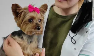 Giu The Vet // cabinet veterinar — Dog & Cat Salon, Arad