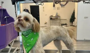 Glam Pet Studio - Frizerie Canină și Felină — Salon Câini & Pisici, Craiova, Dolj