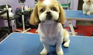 Groom Land Academy- Curs Coafor Canin — Salon Câini & Pisici, Craiova, Dolj