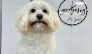 Grooming by Sim — Dog & Cat Salon, Timișoara