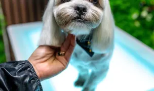 Grooming&Spa Royal4Vet Frizerie canină — Salon Câini & Pisici, Slatina, Olt