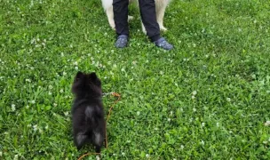 Haita Urbană — Dog Walking, Cluj