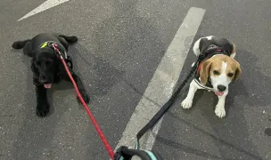 Ham la Plimbare — Dog Walking, Sector 3, Bucharest