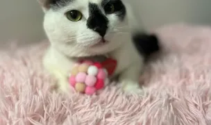 Happy Cats Room Hotel — Hoteluri pentru Animale, Florești, Cluj