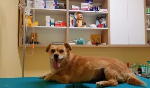 Happy Corner Pet — Urgențe Veterinare, Moșnița Nouă, Timiș