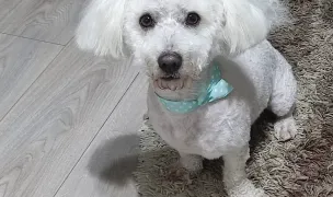 Happy Dog - Frizerie Canina — Salon Câini & Pisici, Dumbrăvița, Timiș