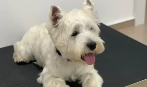 Happy Lilith Vet — Cabinete Veterinare, Sectorul 2, București