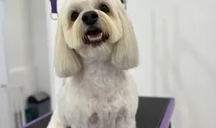 Happy Paws Spa - Frizerie Canina Constanta — Dog & Cat Salon, Constanta