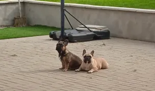 Happy Tails Hotel — Hoteluri pentru Animale, Mureș