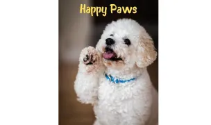 HappyPaaaws — Dog Walking, Bucharest