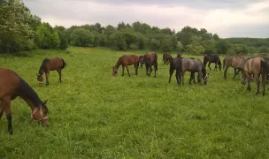 Herghelie — Pet Boarding, România