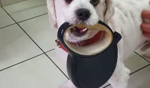 Hilfe Vet Clinică Veterinară — Cabinete Veterinare, Ialomița