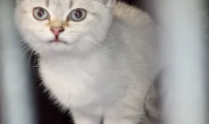 HotelCat — Hoteluri pentru Animale, Lețcani, Iași
