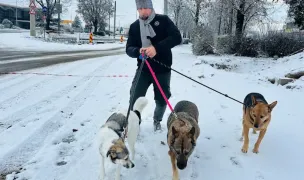 Iasmina And The Dogs — Dog Walking, Oradea