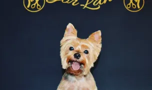 Igor Land — Pet Grooming, Timișoara